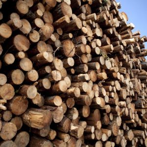 Logs of wood and pine cut in a forest