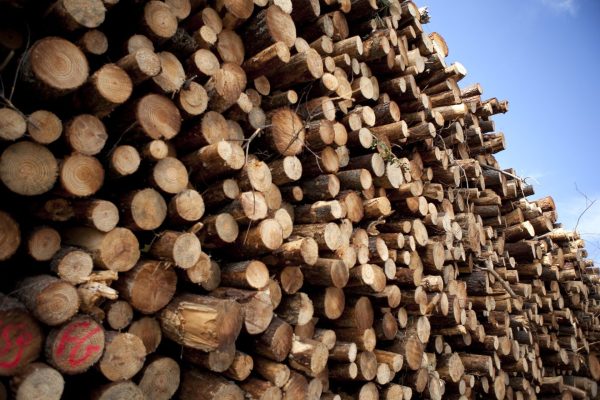 Logs of wood and pine cut in a forest